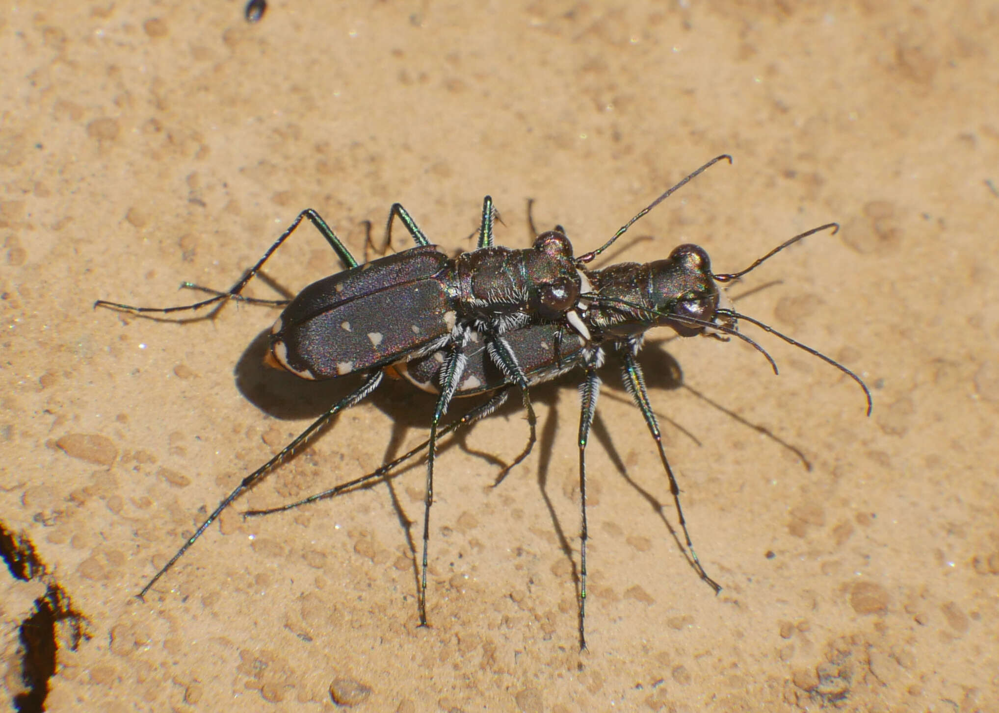 Image of Cicindela (Cicindelidia) rufiventris Dejean 1825