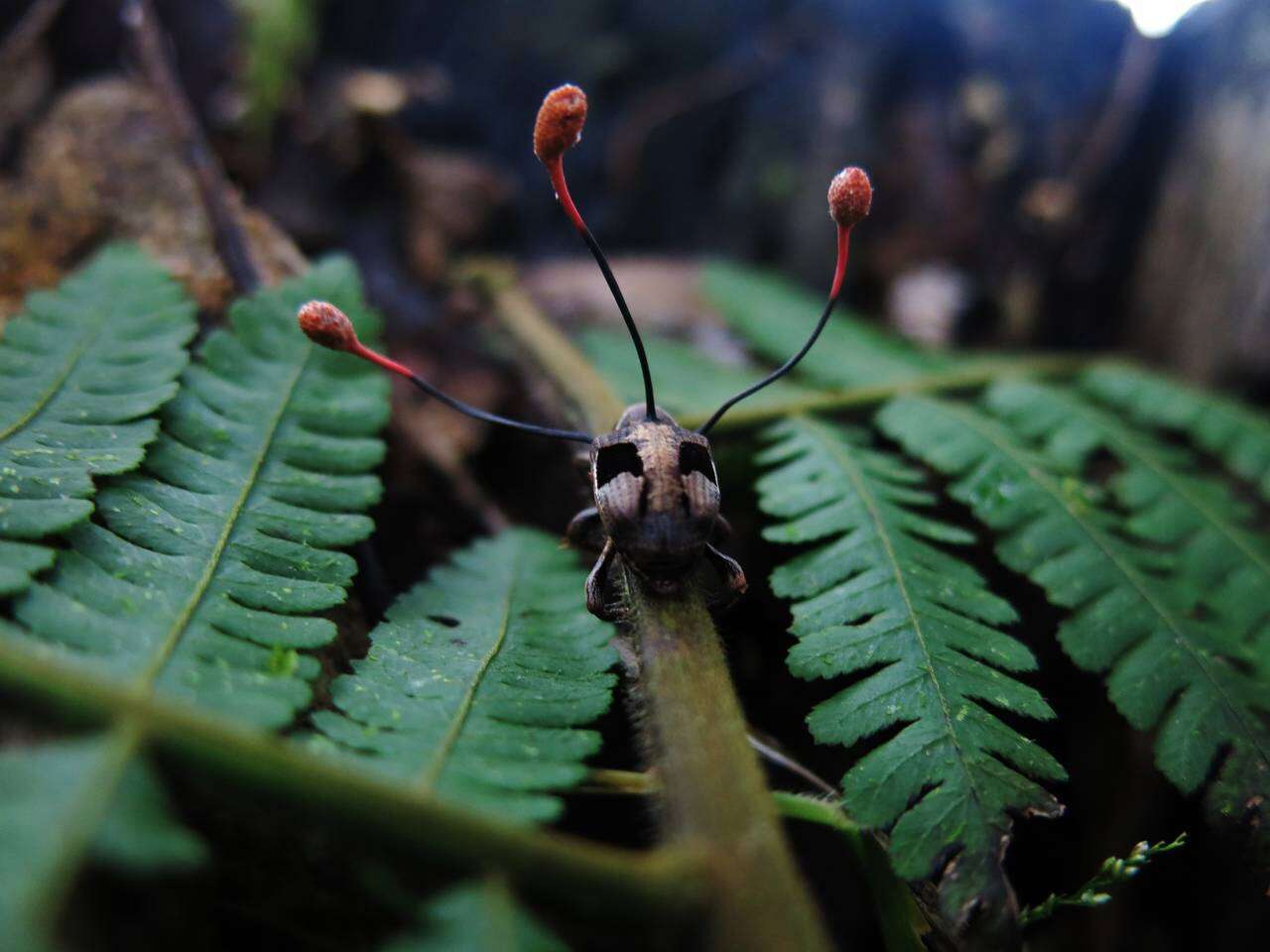 Image de Ophiocordyceps