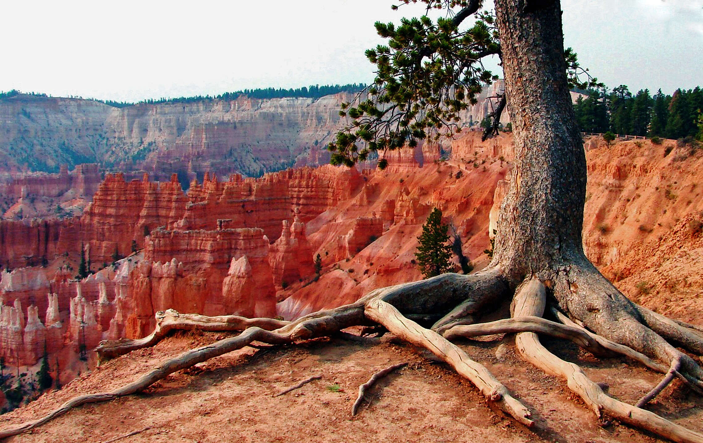 Image of Limber Pine