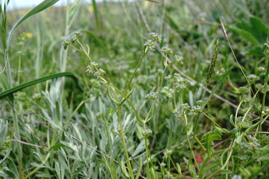 Image of Valerianella costata (Stev.) Betcke