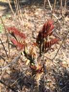 Image of Japanese angelica tree