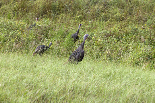 Imagem de Meleagris gallopavo Linnaeus 1758