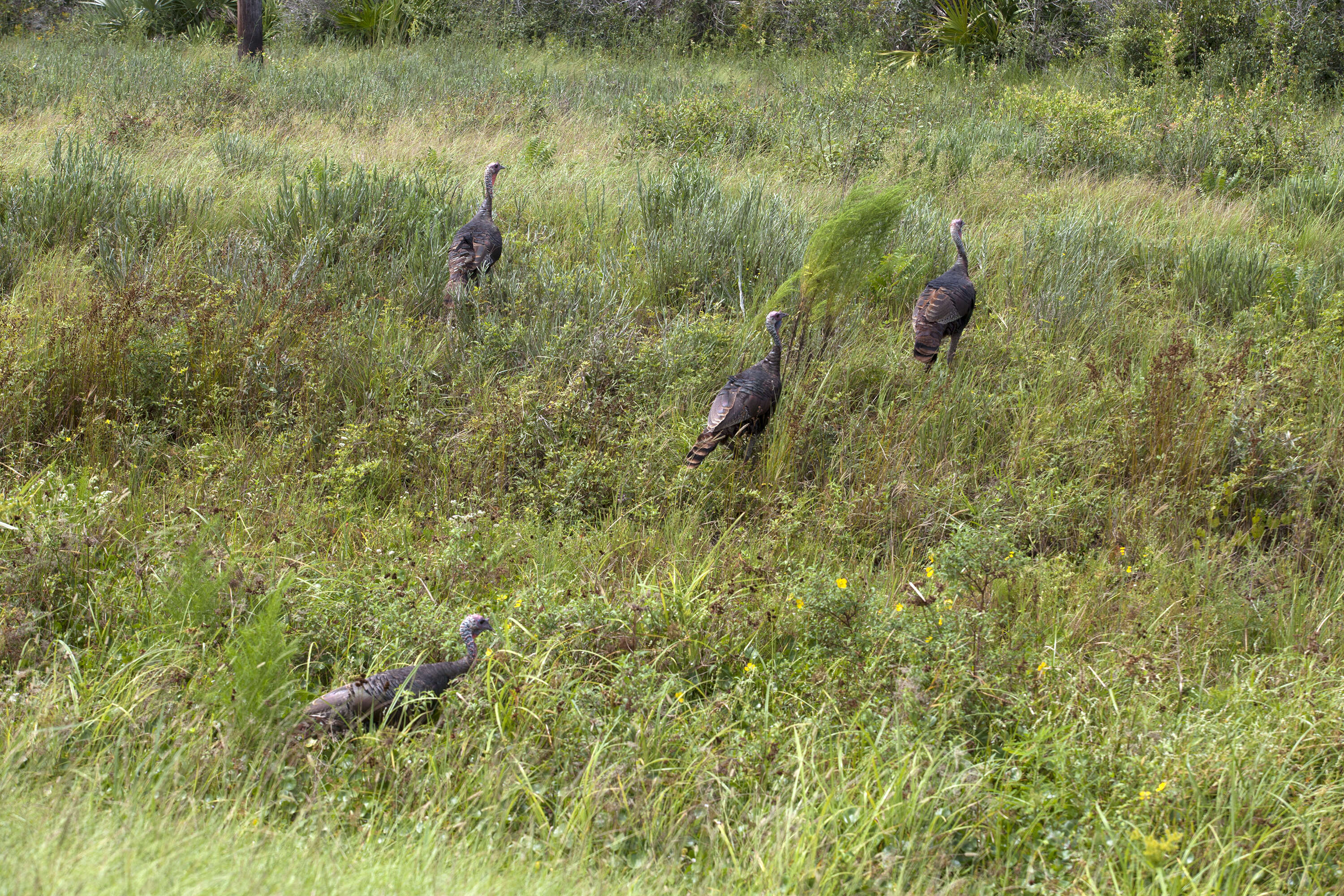 Imagem de Meleagris gallopavo Linnaeus 1758