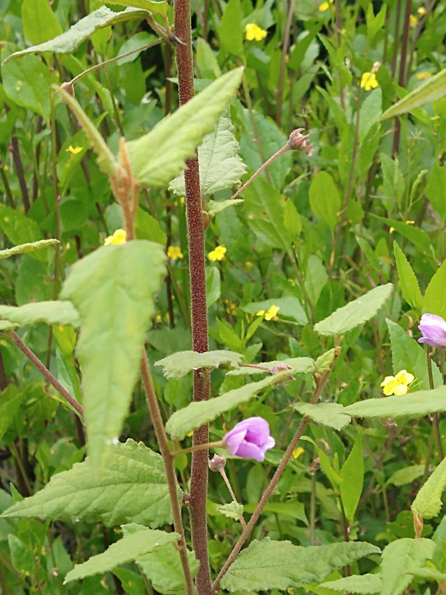 Sivun Howittia trilocularis F. Müll. kuva