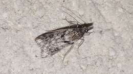 Image of Narrow-winged Grey
