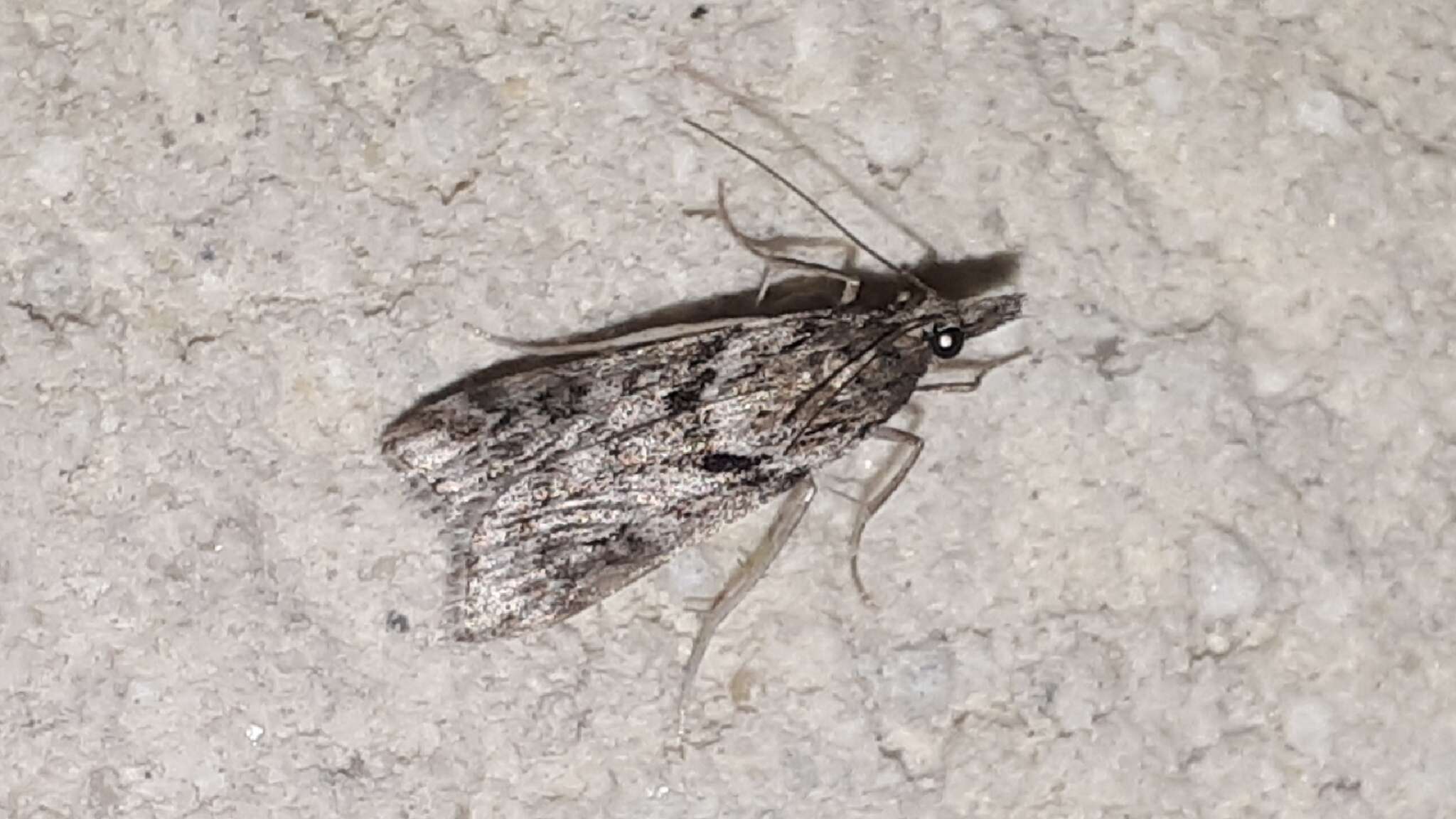 Image of Narrow-winged Grey