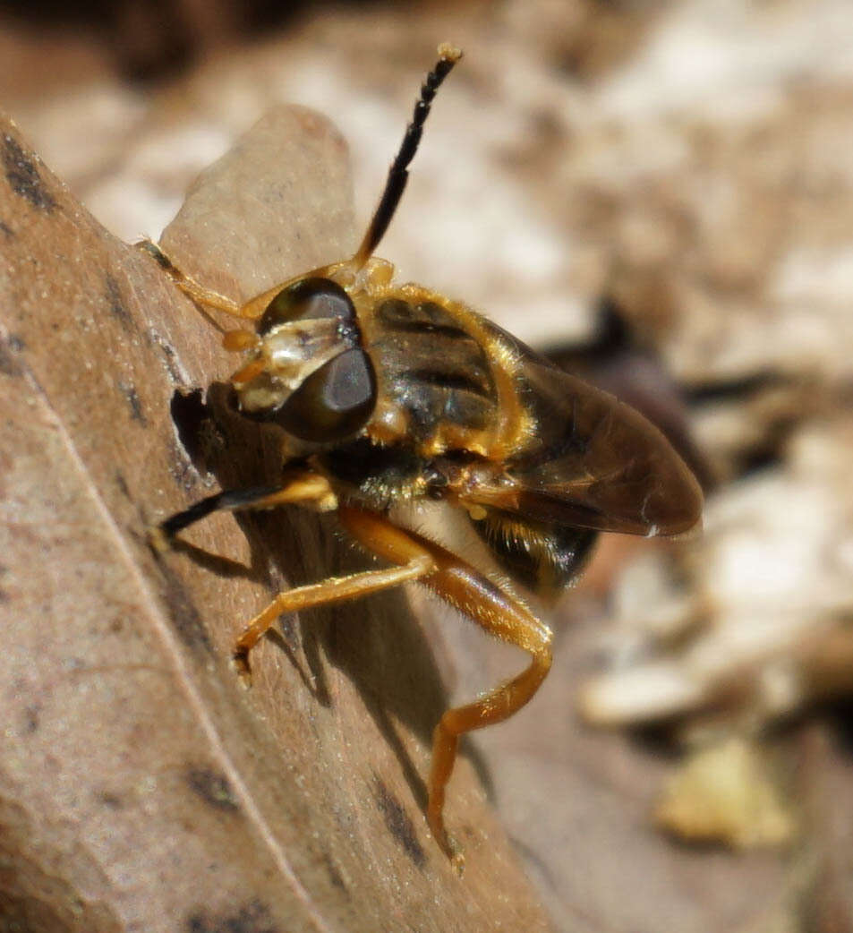 Image of Teuchocnemis lituratus (Loew 1863)