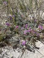 Imagem de <i>Astragalus <i>argophyllus</i></i> var. argophyllus