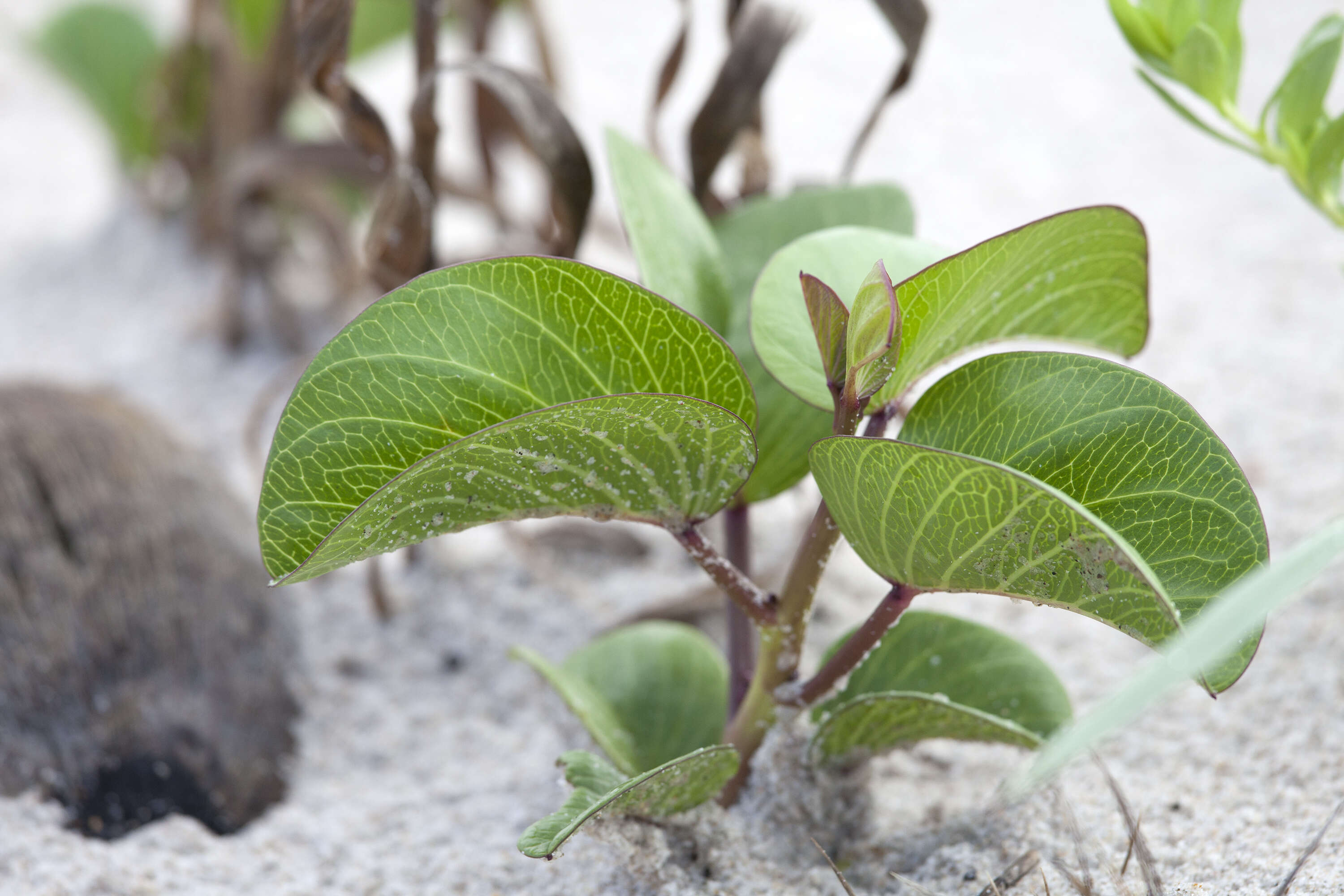 Ipomoea pes-caprae (L.) R. Brown resmi