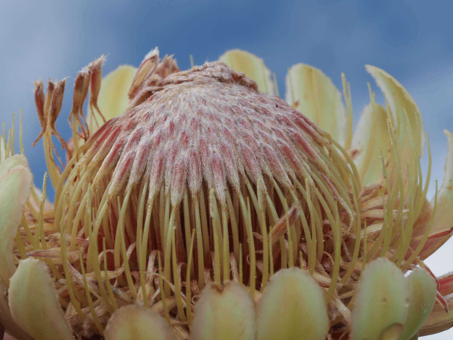 Image de Protea laevis R. Br.