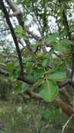 Image of Bursera leptophloeos Mart.