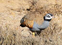 Image of Blue Bustard