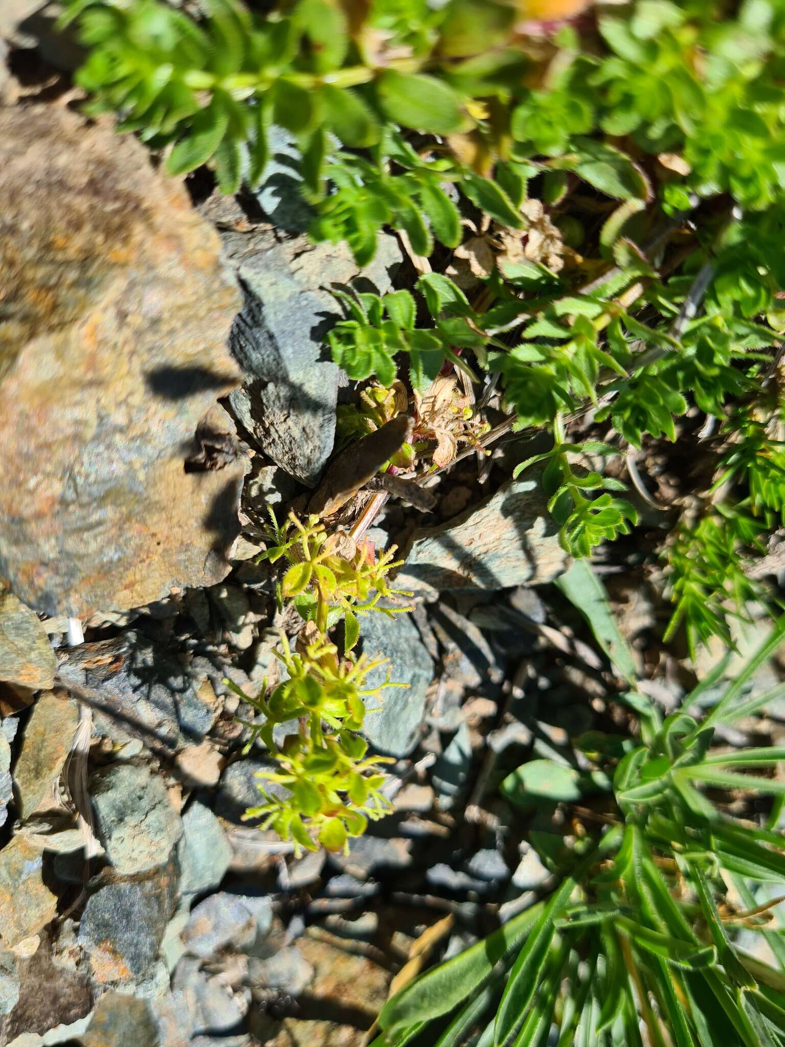 Image of Cruciata valentinae (Galushko) Galushko