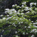 Sivun Fraxinus lanuginosa Koidz. kuva