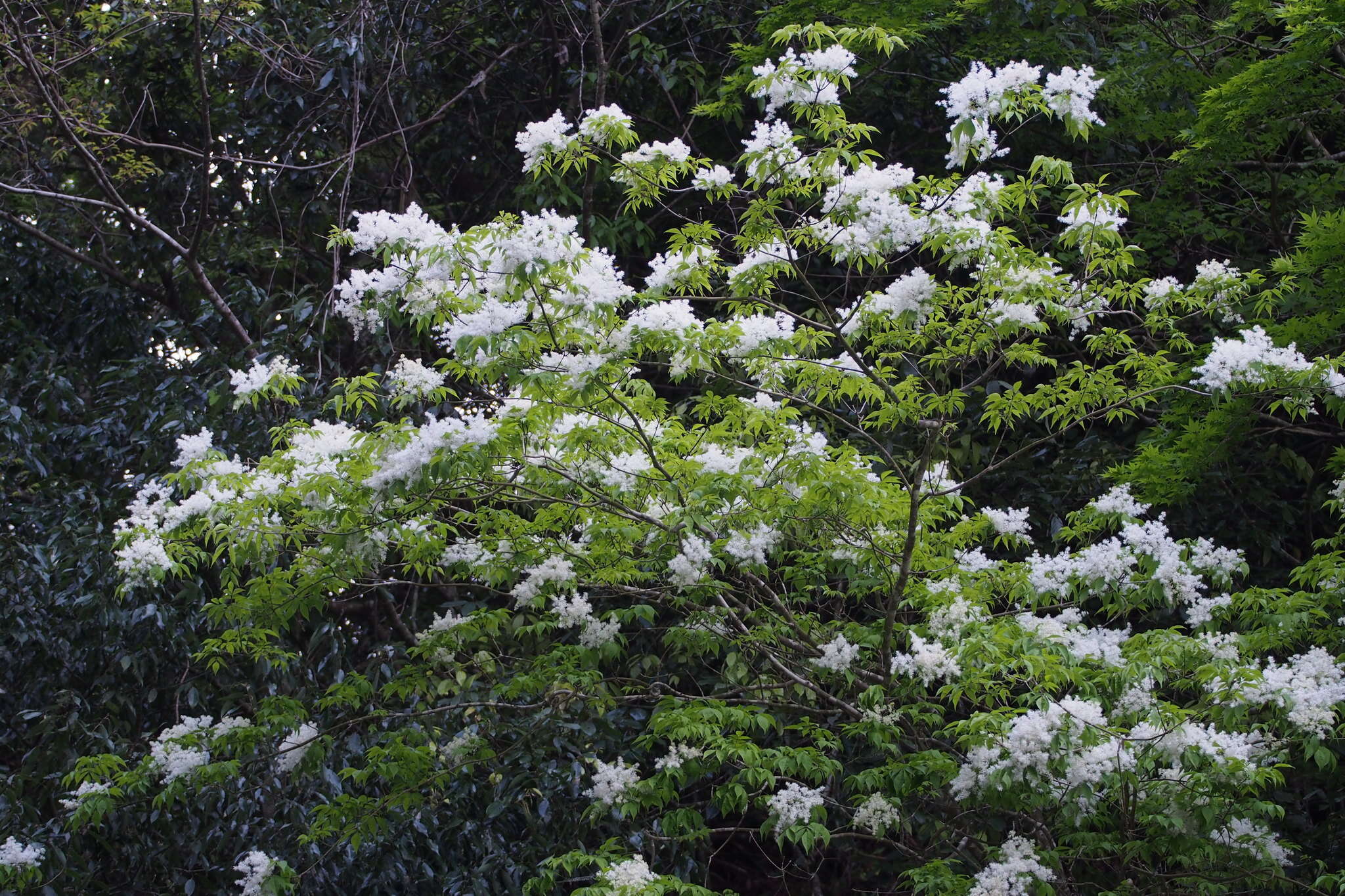 Image of Fraxinus lanuginosa Koidz.