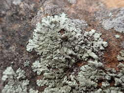 Image of Peppered rock-shield