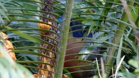 Image of Purple-crested Turaco