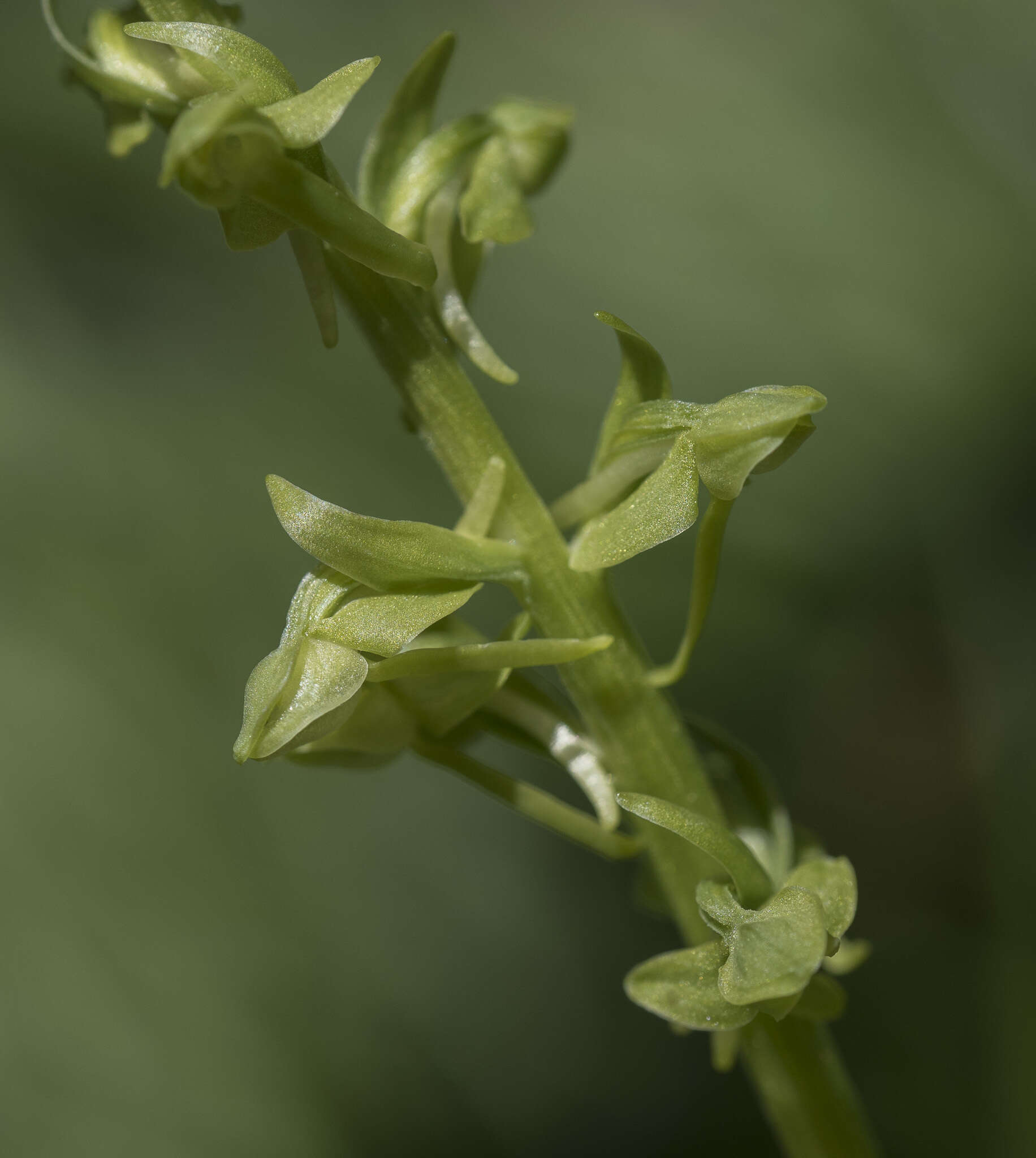 Image of Canyon Bog Orchid