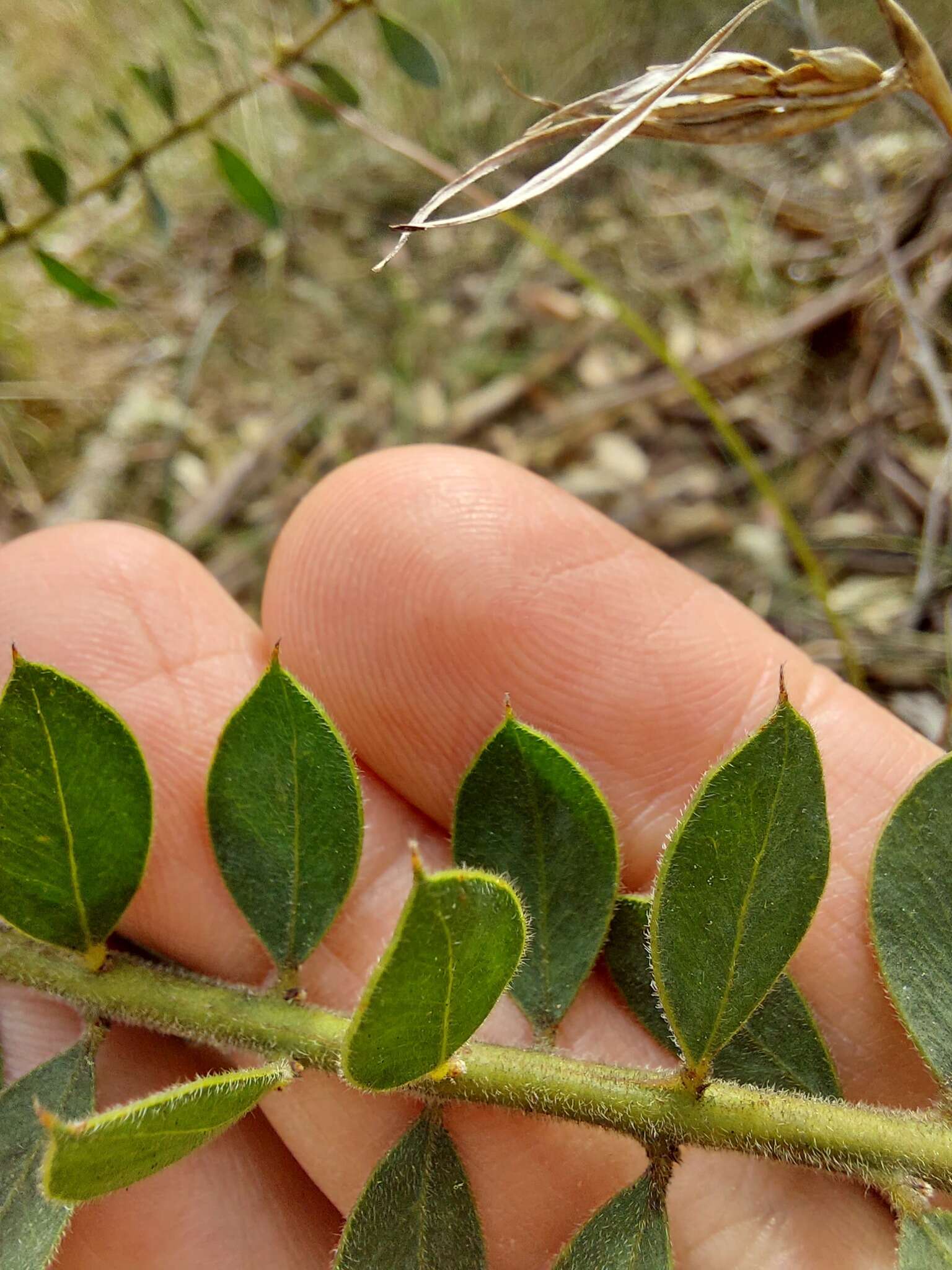 Image of Acacia cremiflora B. J. Conn & Tame