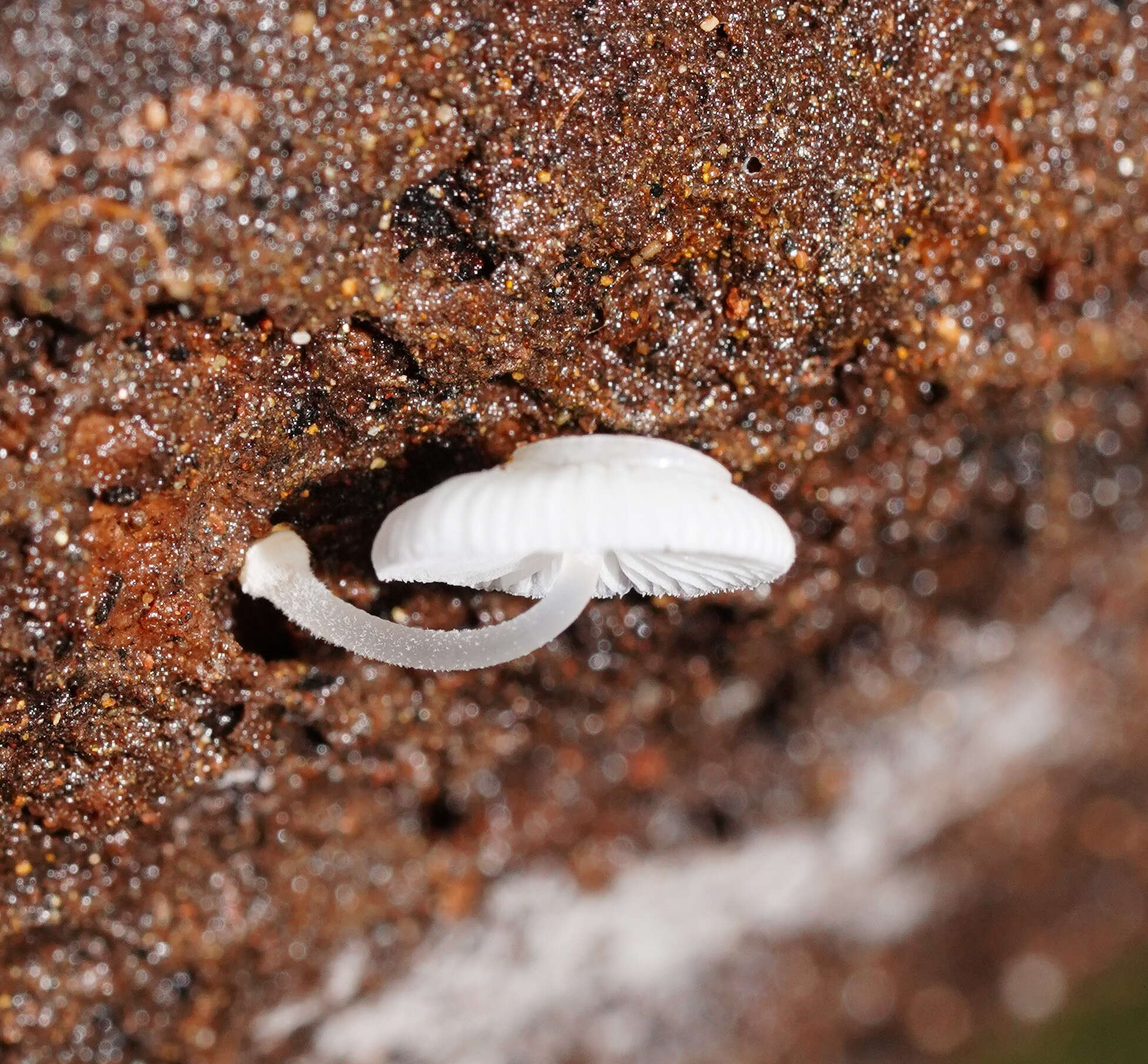 صورة Mycena fumosa Grgur. 2003