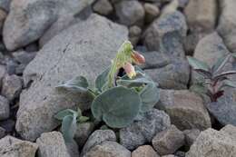 Image of goosefoot violet