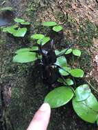 Image de Chalcosoma moellenkampi Kolbe 1900