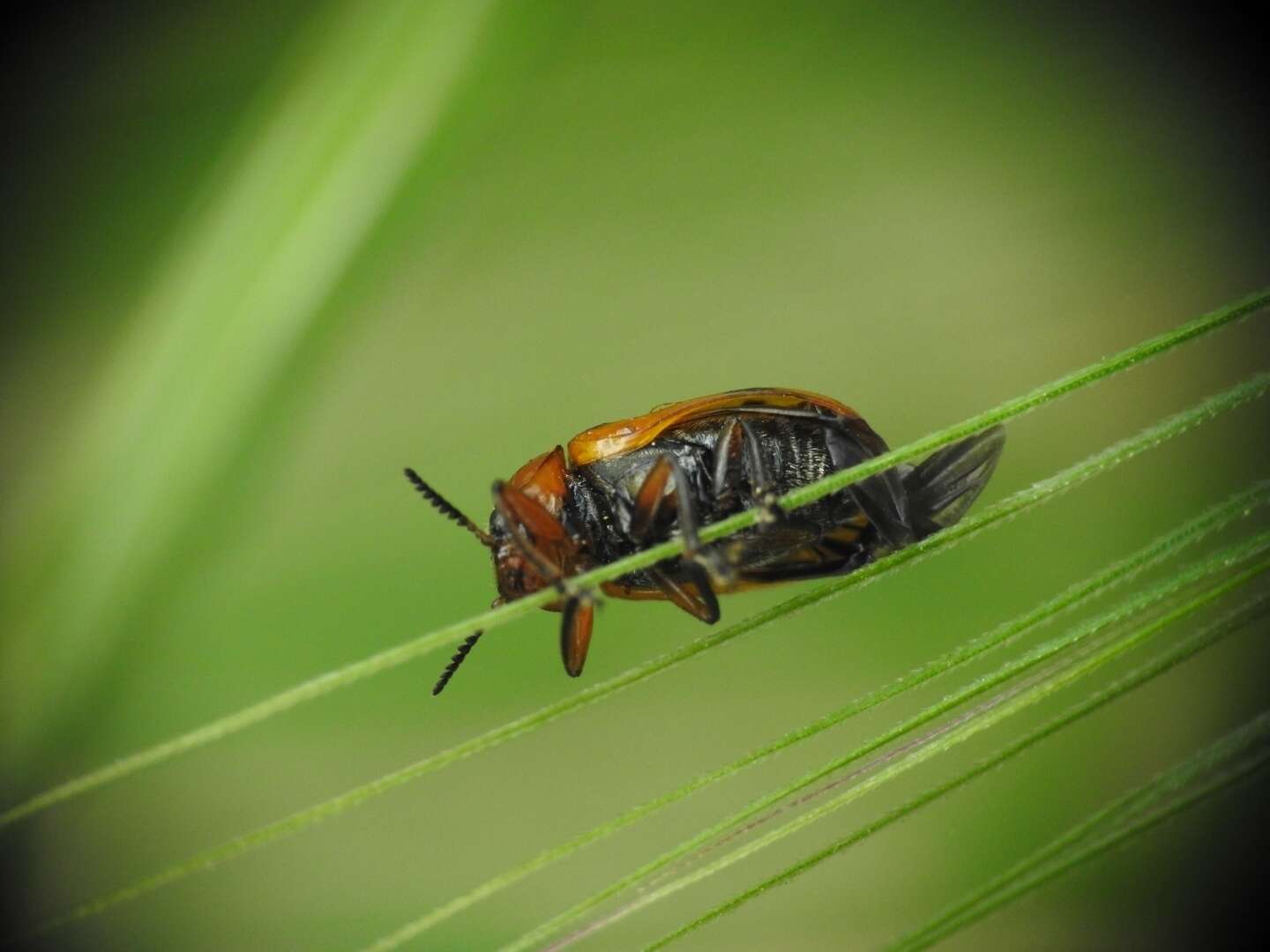 Image of <i>Macrolenes dentipes</i>