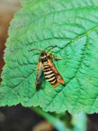 Image of Raspberry Clearwing