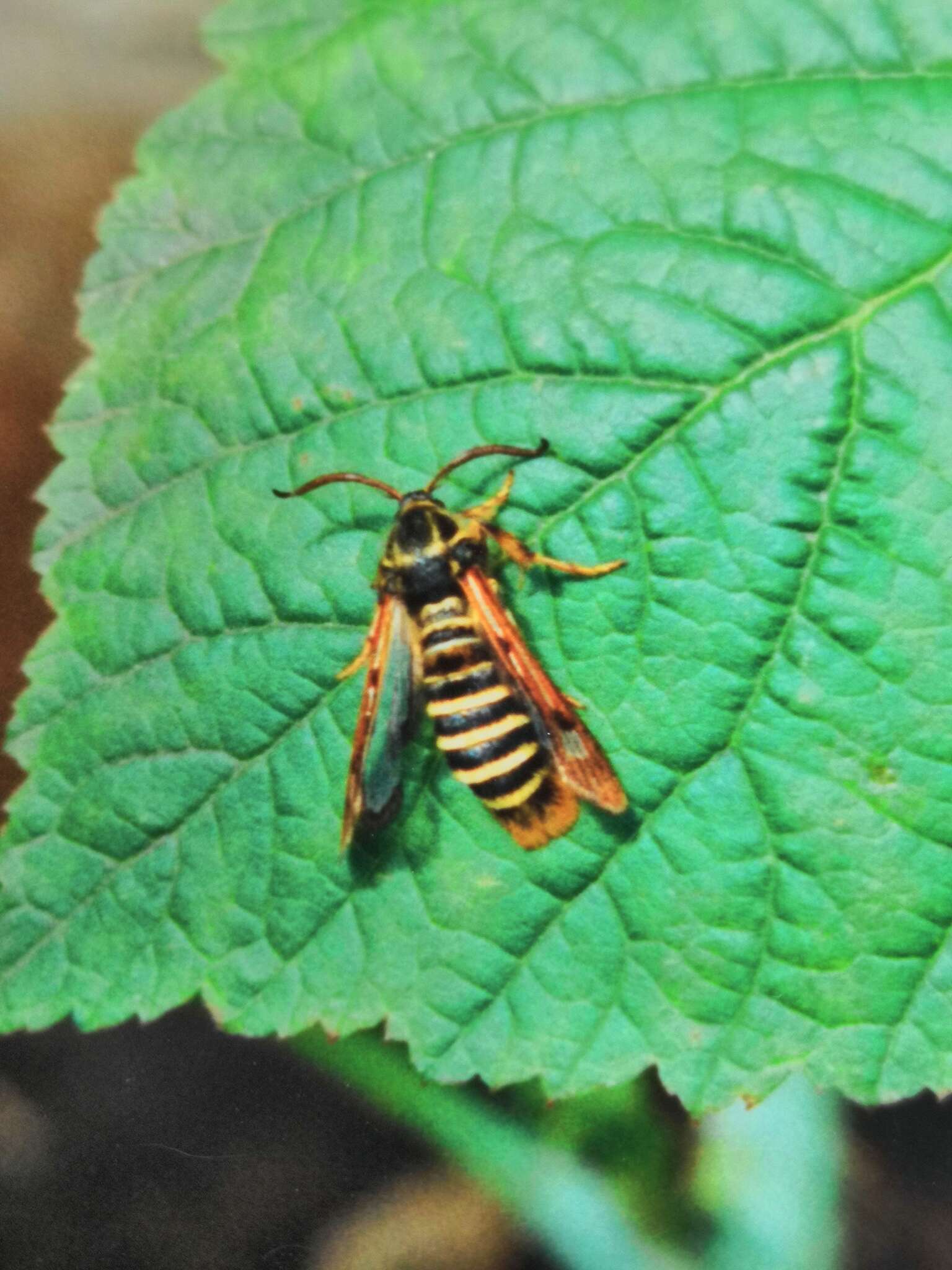 Image of Raspberry Clearwing