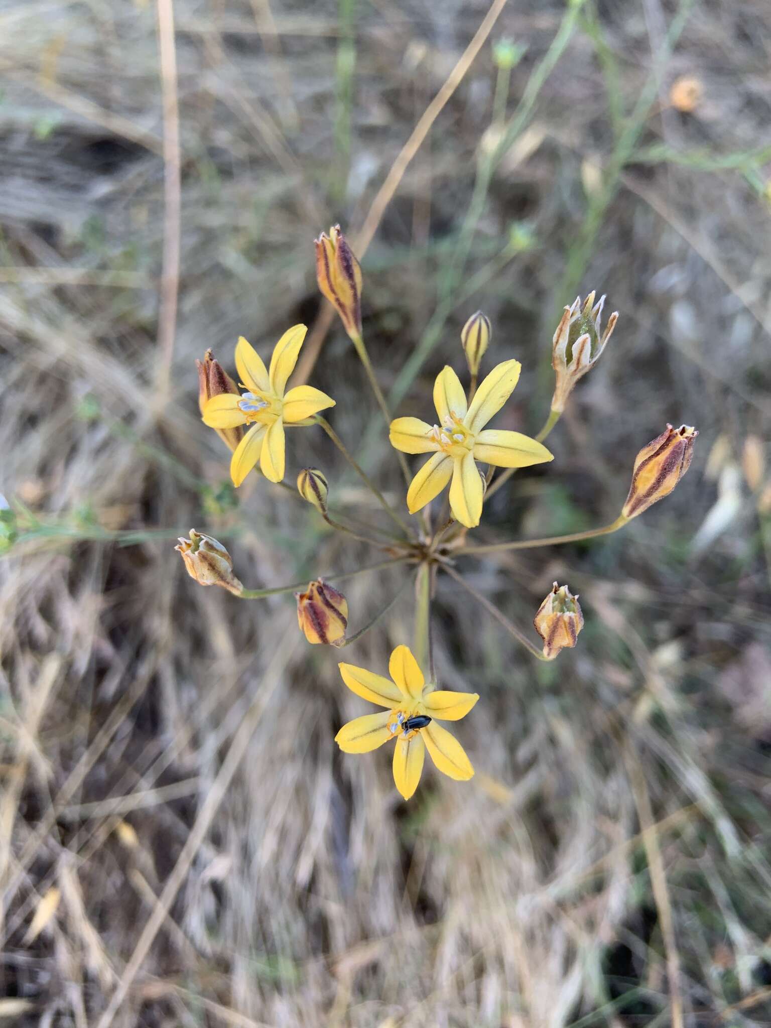 Image of golden brodiaea