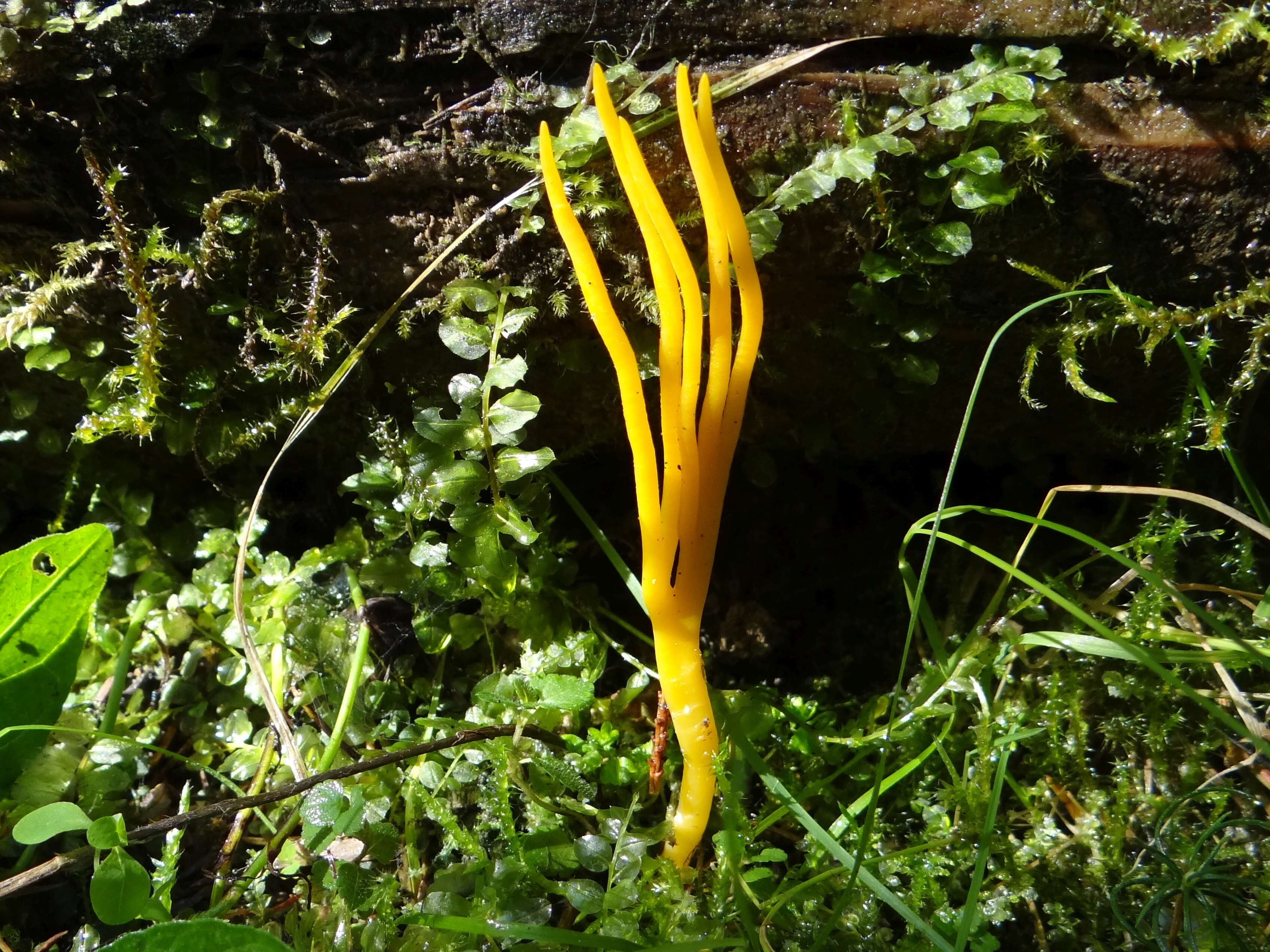 Image of Calocera viscosa (Pers.) Fr. 1821