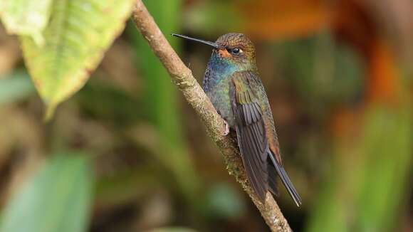 Image of Rufous-gaped Hillstar