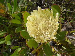 Plancia ëd Protea obtusifolia Buek ex Meissn.