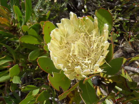 Plancia ëd Protea obtusifolia Buek ex Meissn.