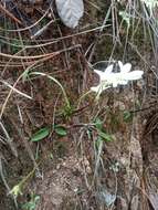 Image of Pinguicula parvifolia Robinson