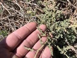 Image of spear globemallow