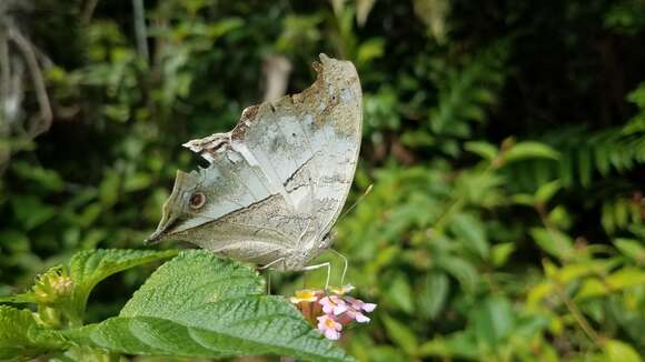 Image of Protogoniomorpha duprei (Vinson 1863)