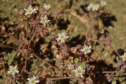 Image of Drymaria holosteoides Benth.