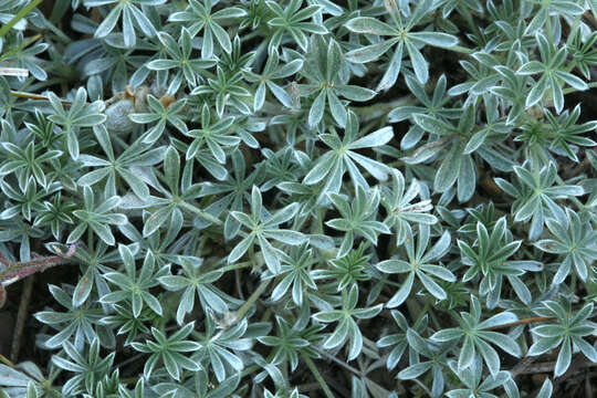 Imagem de Lupinus breweri var. breweri