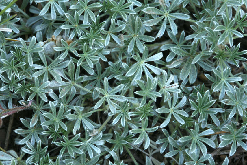 Image of Brewer's lupine