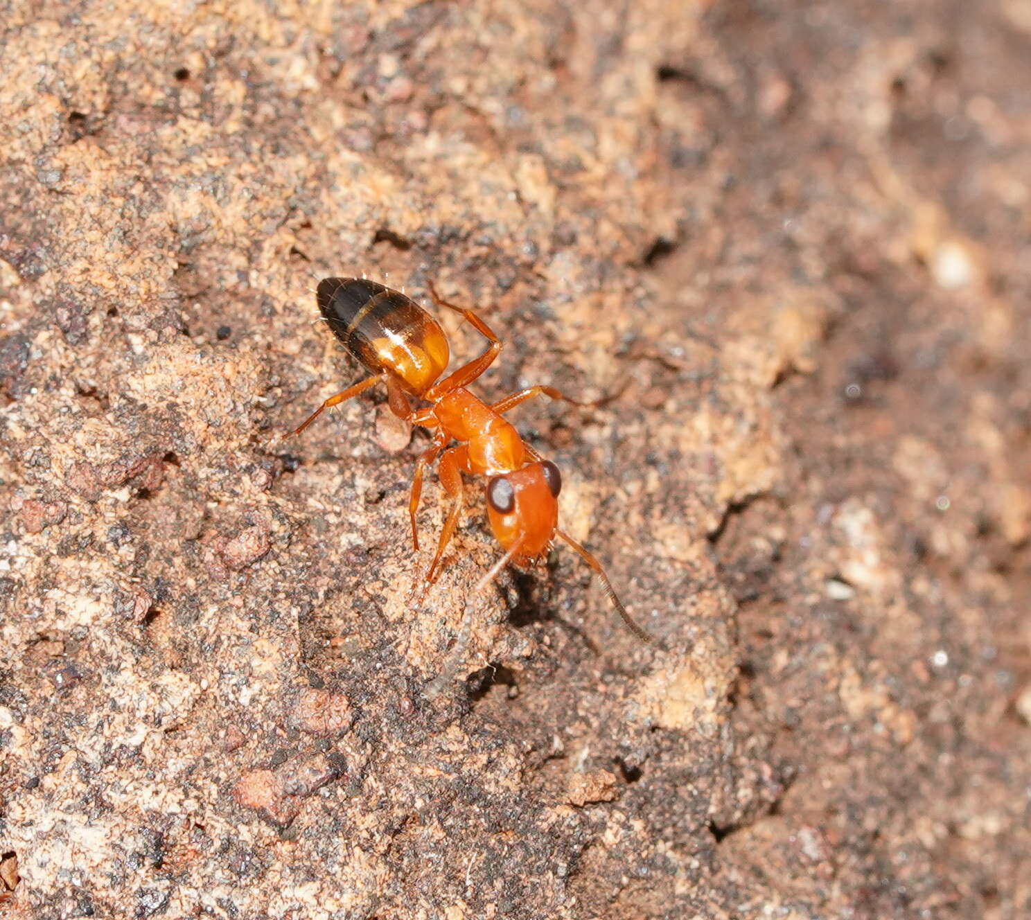 Image of Opisthopsis haddoni Emery 1893