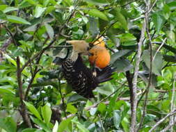 Image of Blond-crested Woodpecker