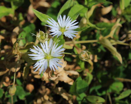 Image of Stellaria radians L.