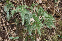 Image of Pteris dispar Kunze