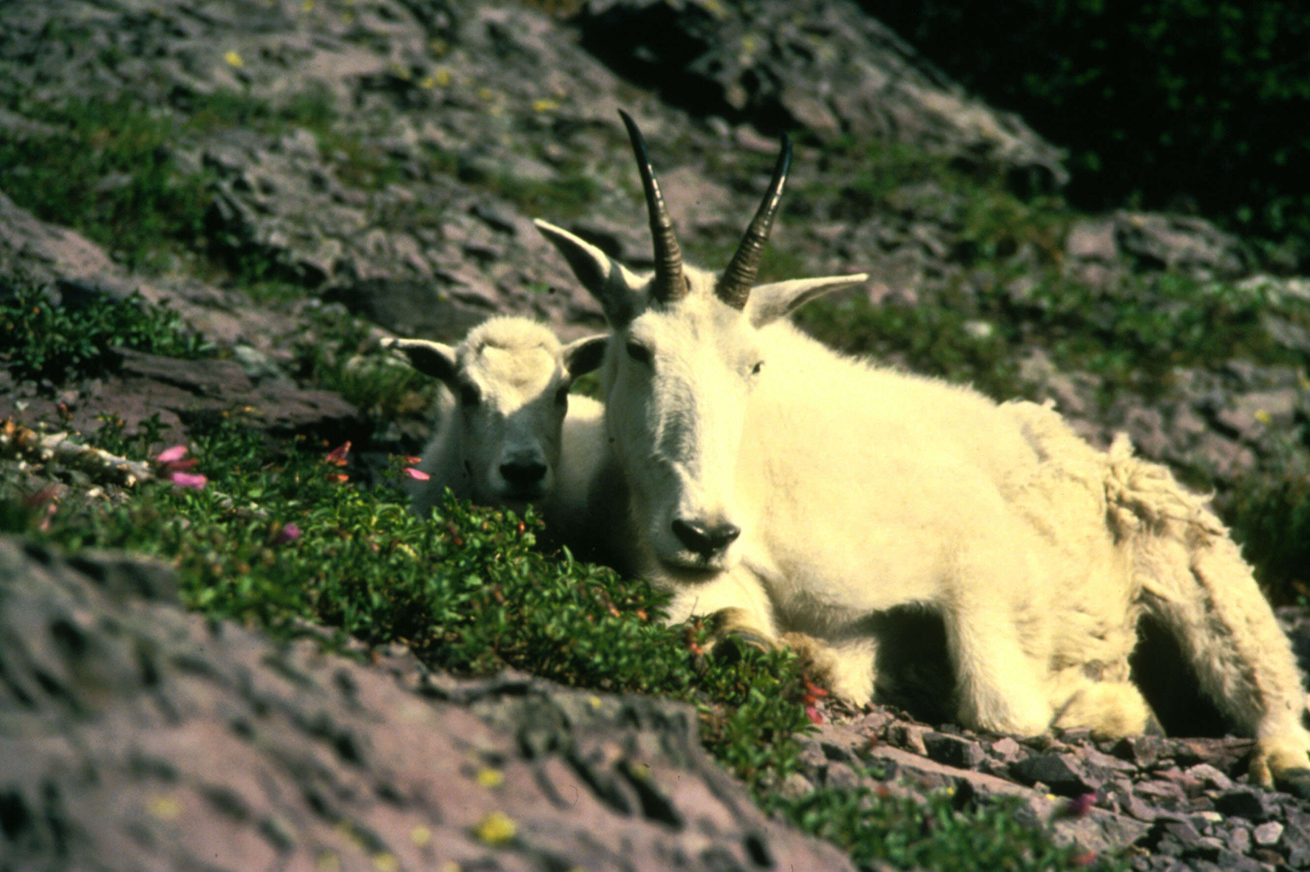 Image of mountain goat