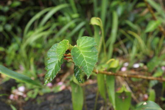 Image of Begonia ferruginea L. fil.