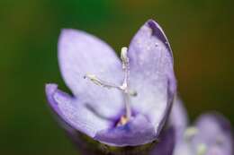 Image of Campanula peregrina L.