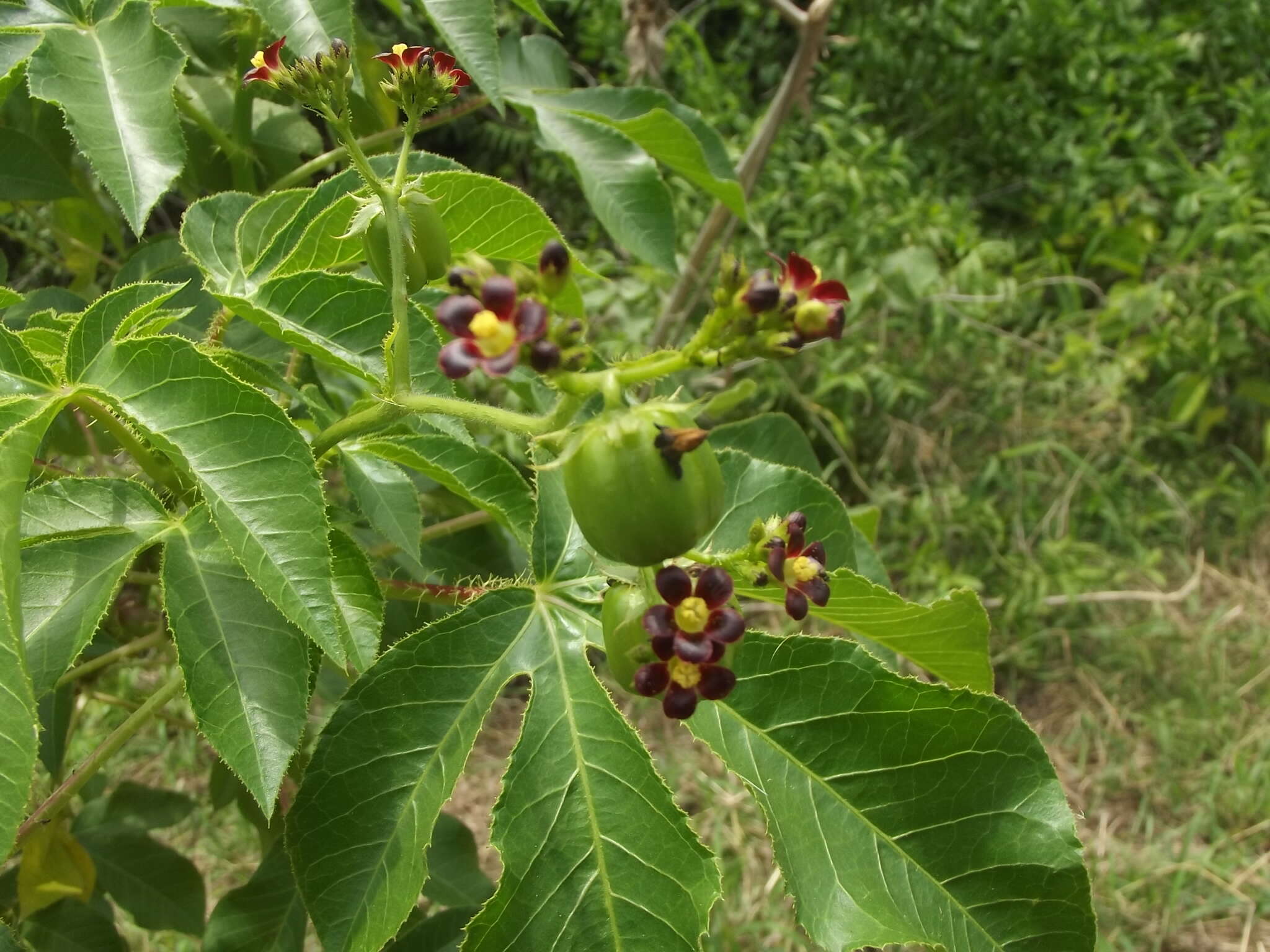 Image of bellyache bush