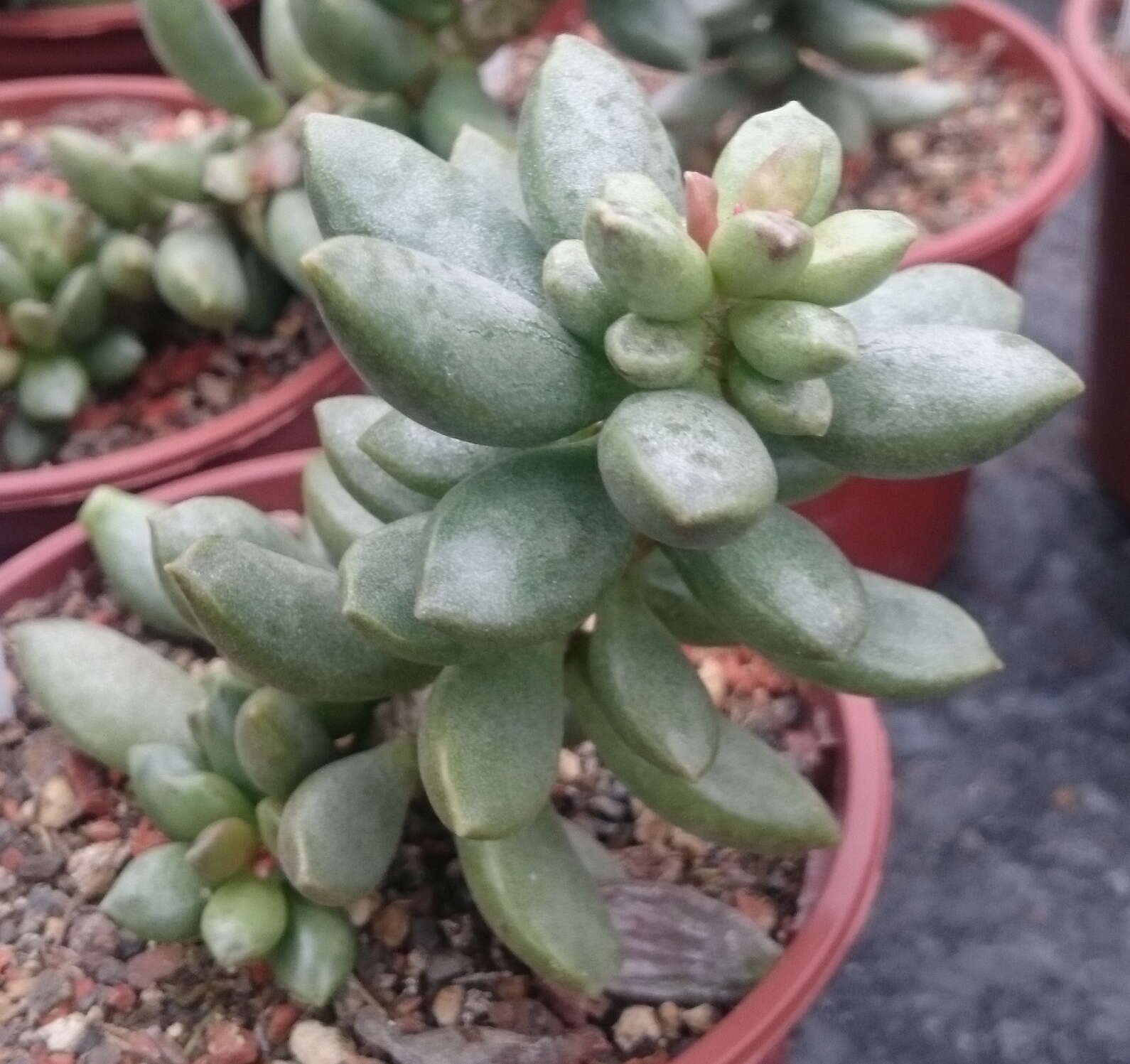 Image of Adromischus cristatus (Haw.) Lem.