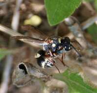 Image of Parancistrocerus minimoferus (Bohart 1949)